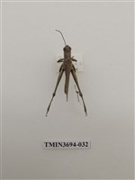 藏品(直翅目(2))的圖片